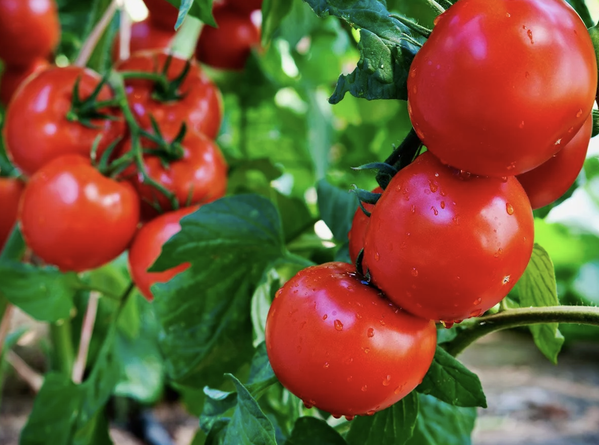 La tomate : bien plus qu’un légume, un trésor de bienfaits pour la santé